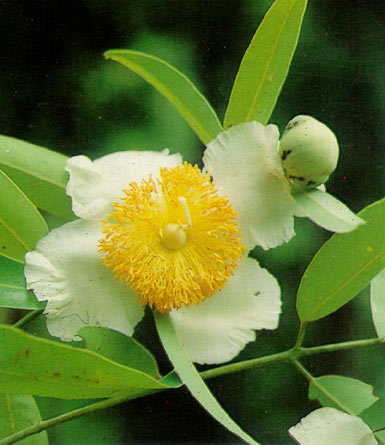 บุนนาค Mesua ferrea Linn.<br/>CLUSIACEAE (GUTTIFERAE)